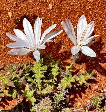 Gazania jurineifolia — related species from the same genus