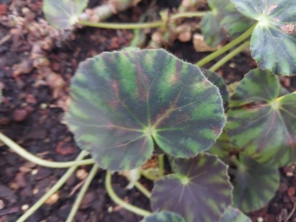 Begonia mazae leaf