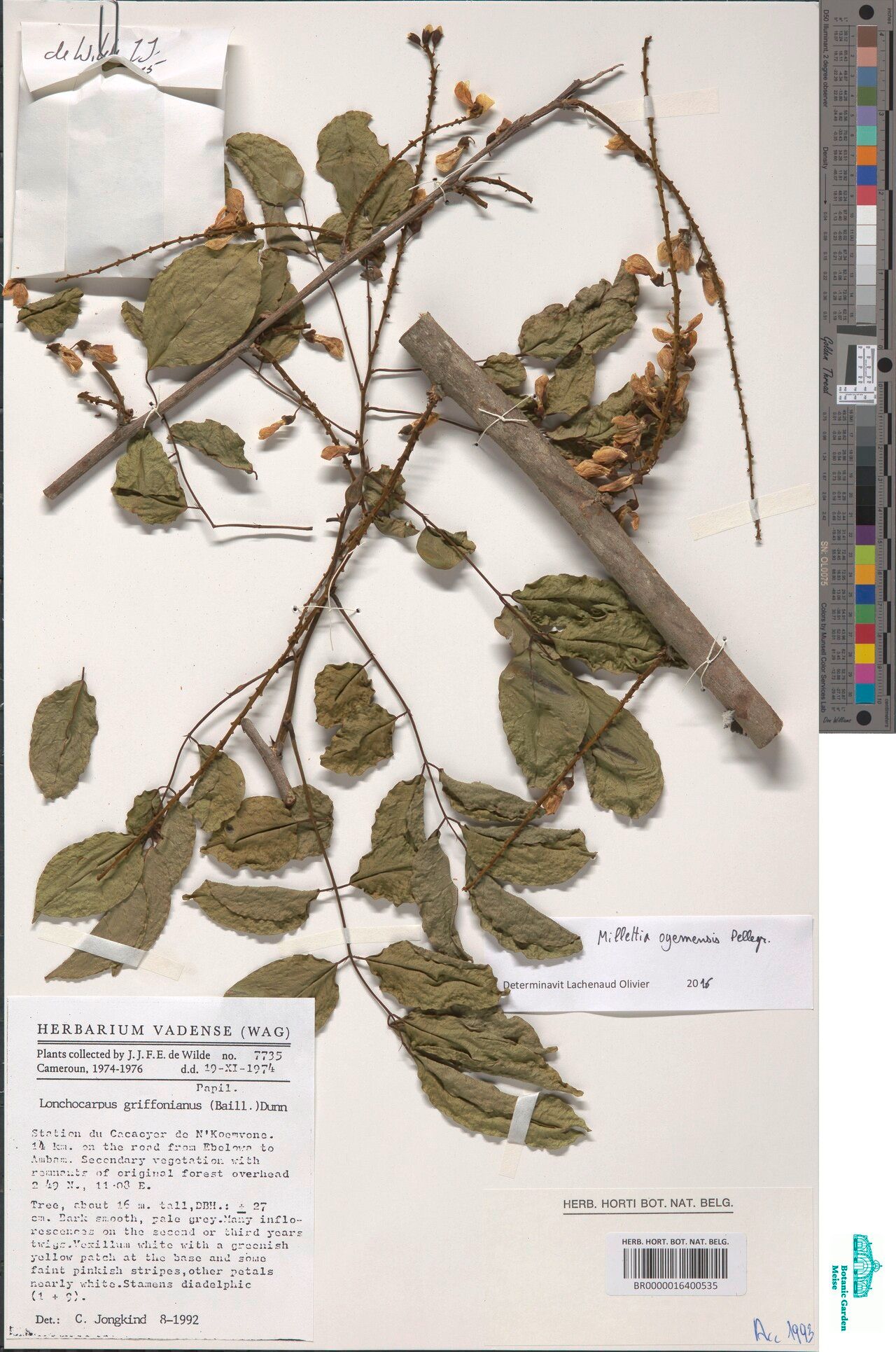 Millettia oyemensis — houseplant care guide