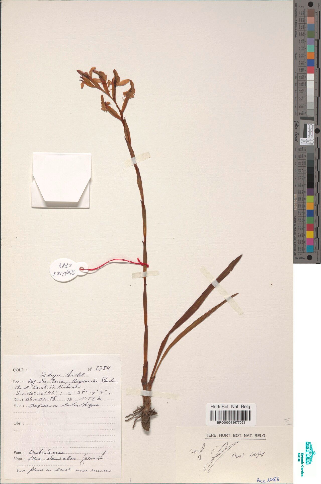 Disa danielae — houseplant care guide