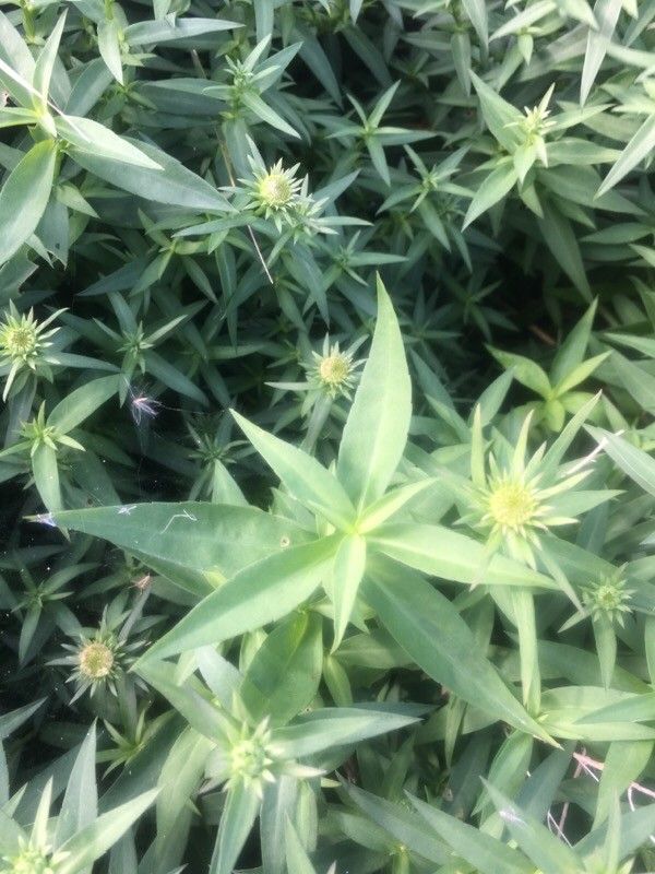Erigeron speciosus leaf