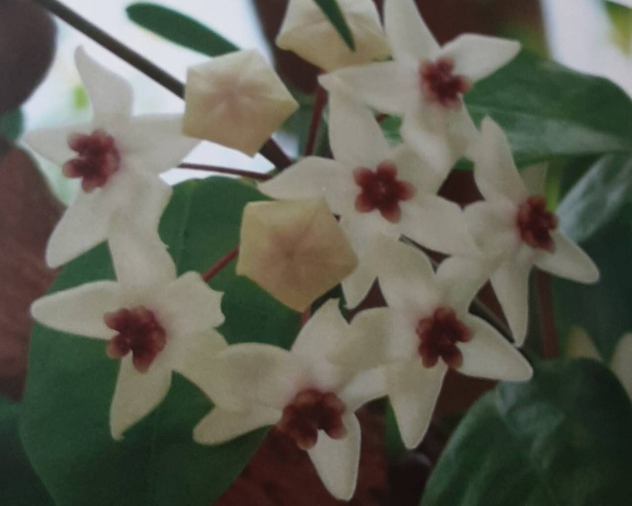 Hoya paziae flower