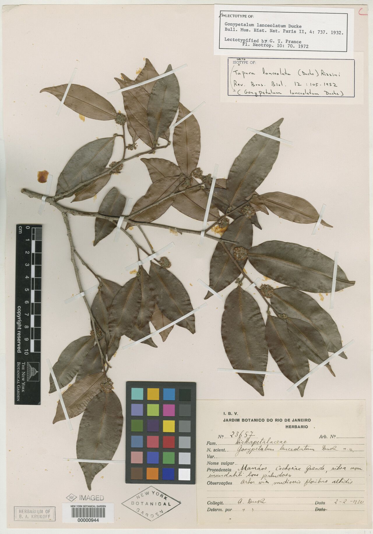 Tapura lanceolata flower