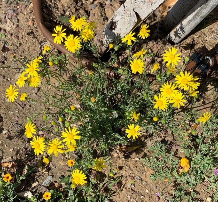 Senecio joppensis habit