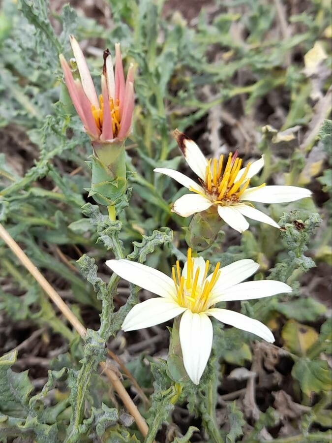 Mutisia sinuata flower