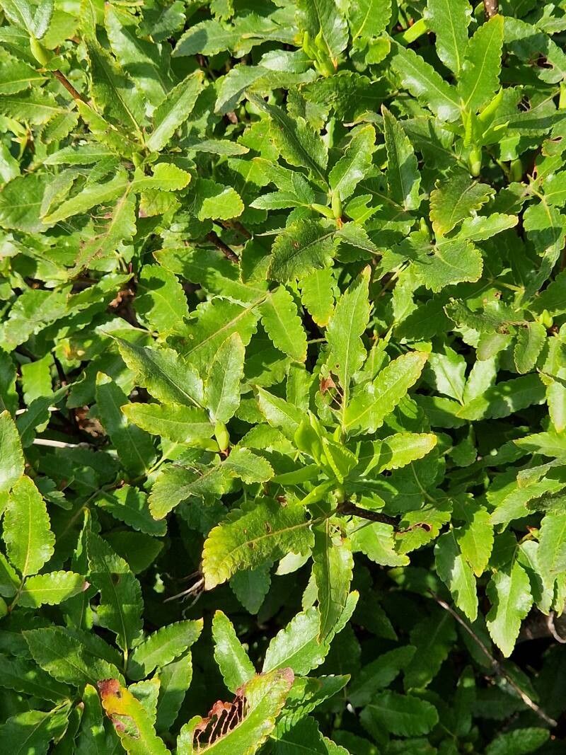 Eucryphia glutinosa habit