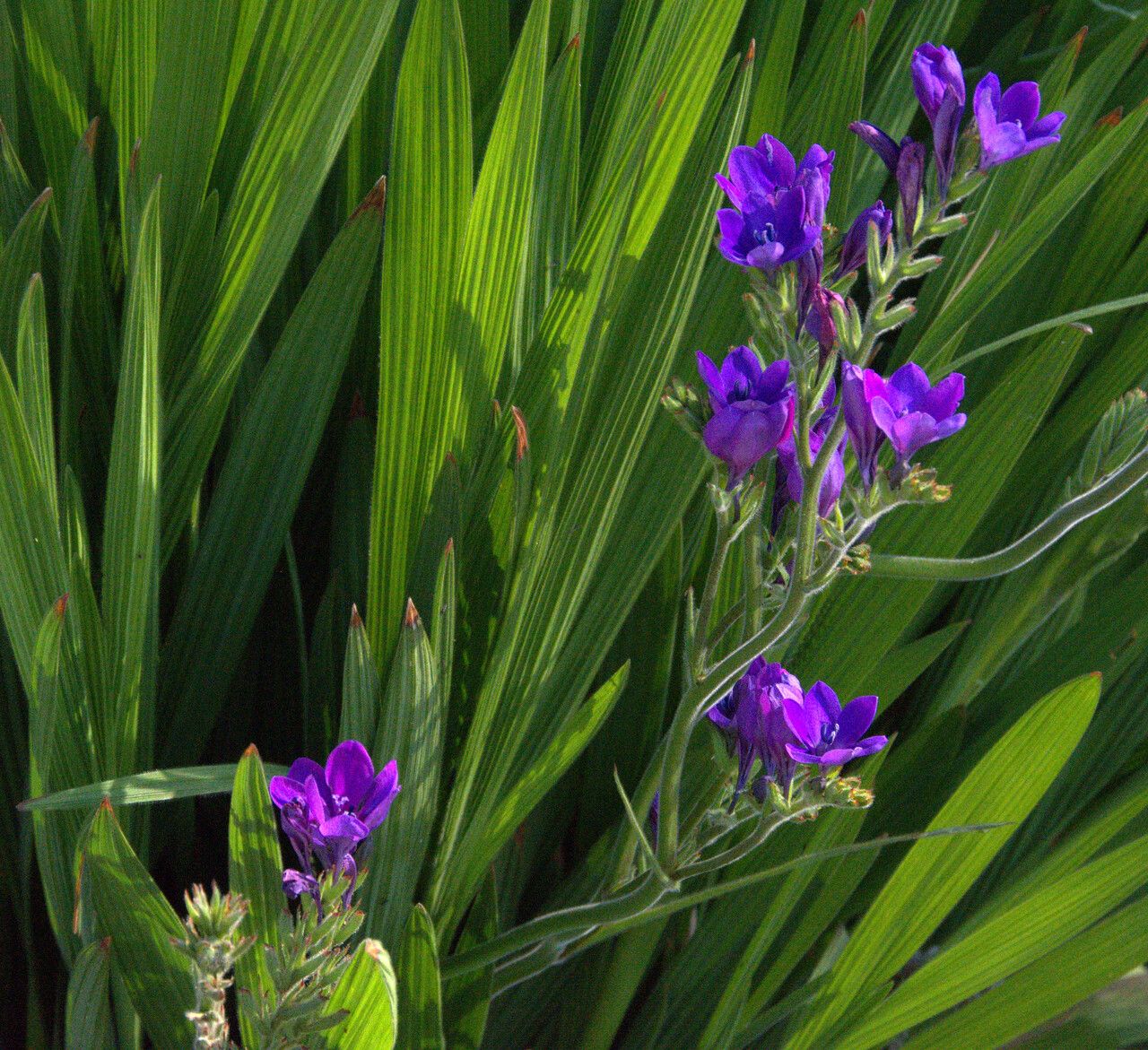 Babiana angustifolia flower