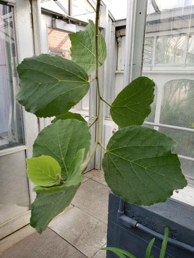 Dombeya spectabilis leaf