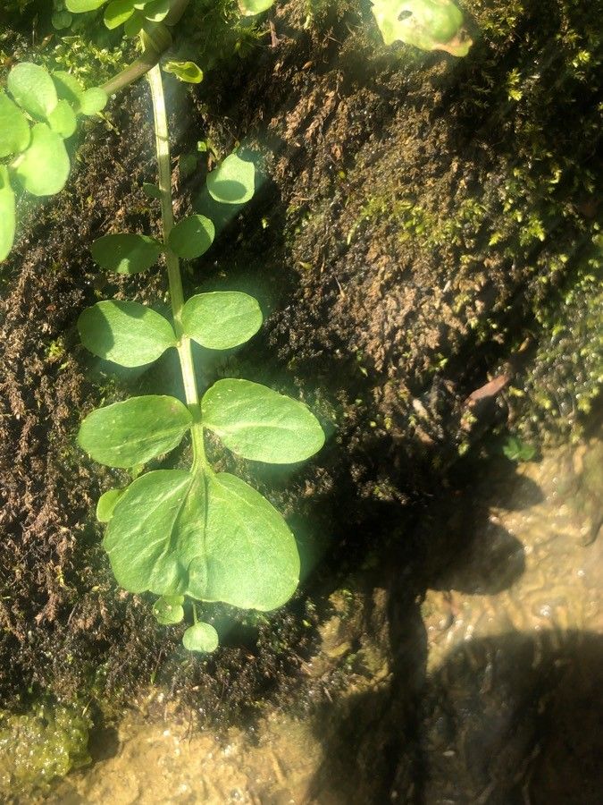 Cardamine amara leaf