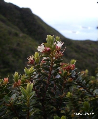 Metrosideros rotundifolia habit