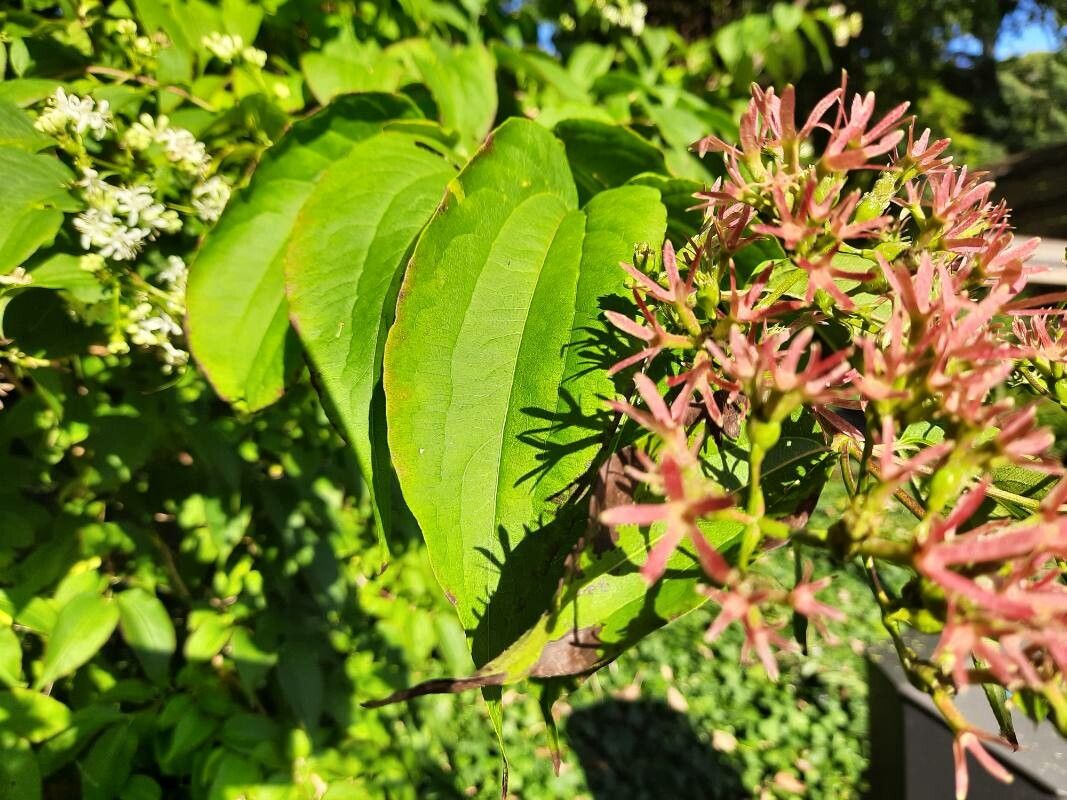 Heptacodium miconioides fruit