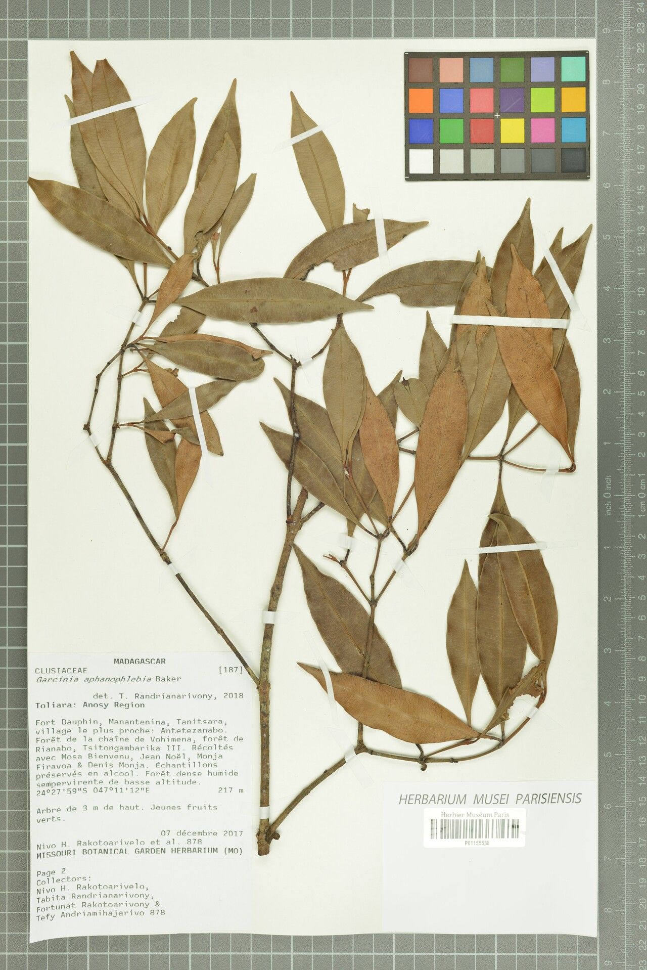 Garcinia aphanophlebia — houseplant care guide