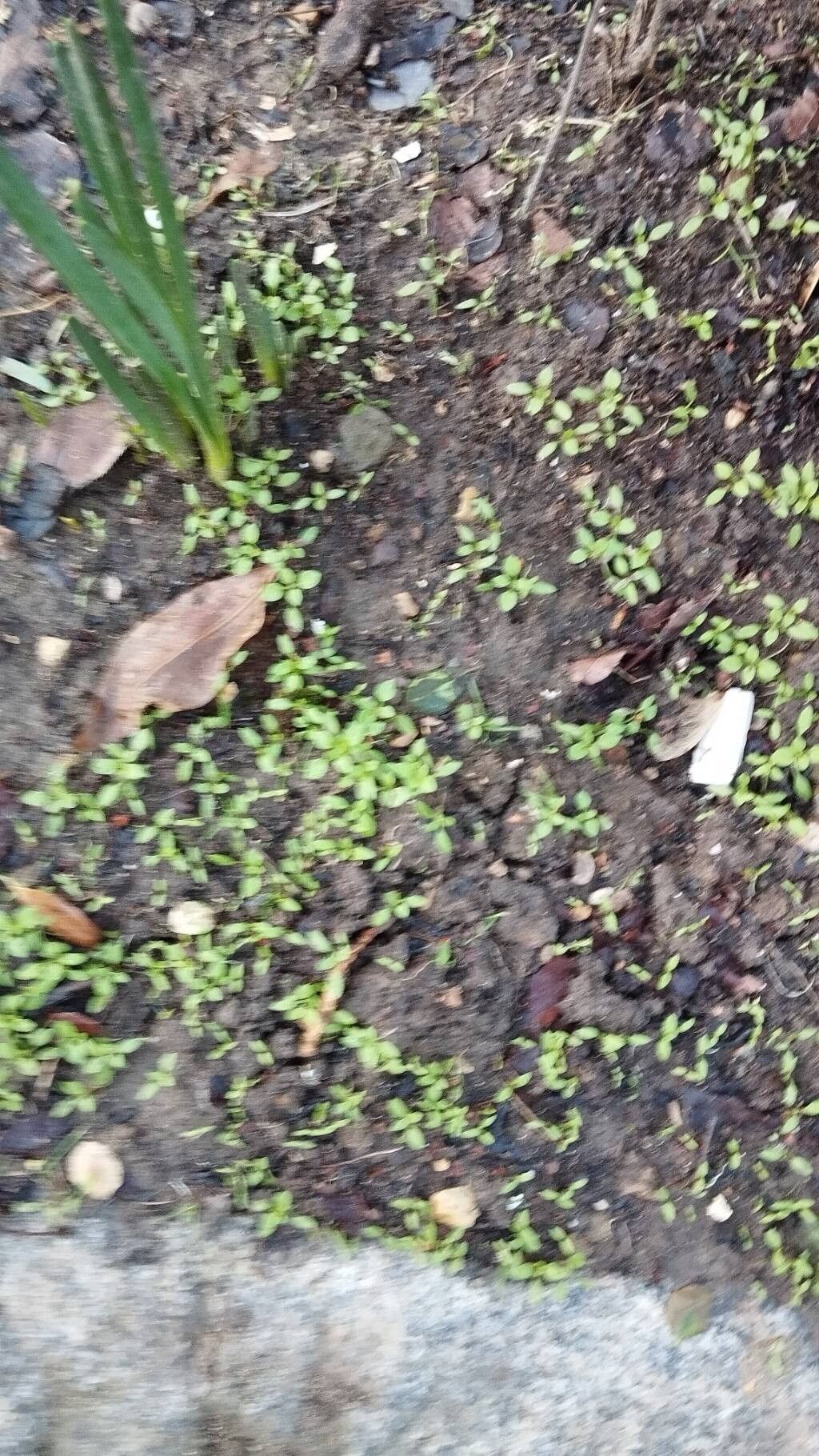 Callitriche terrestris habit