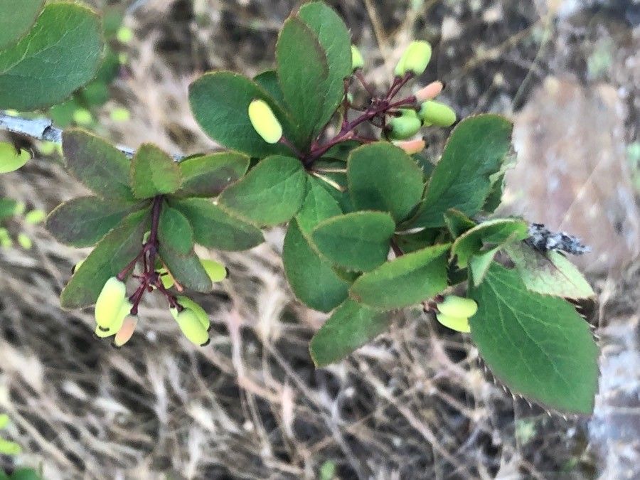 Berberis caroli — houseplant care guide