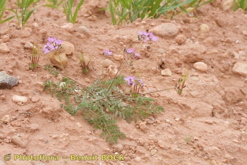 Erodium touchyanum habit