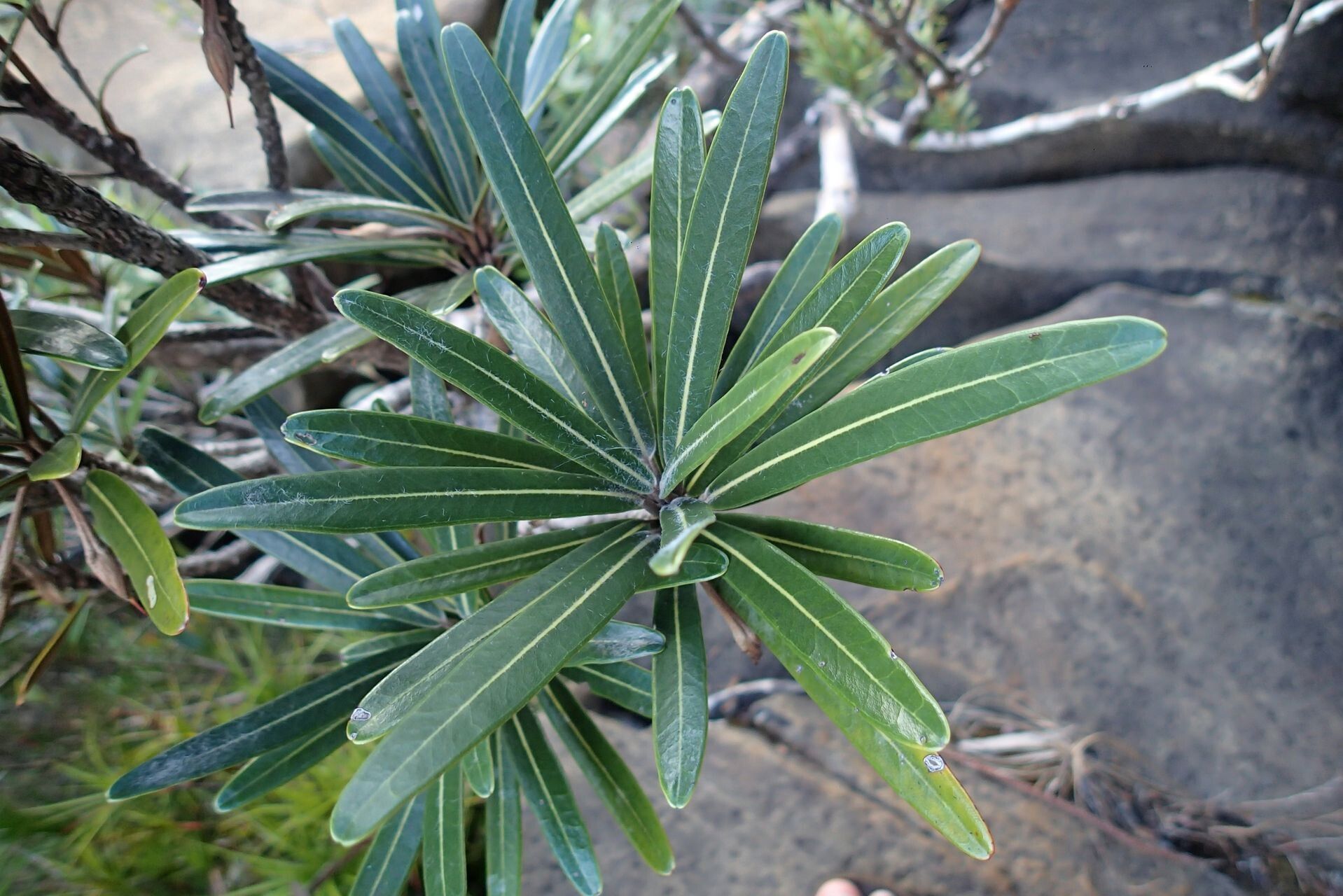 Planchonella baillonii — related species from the same genus