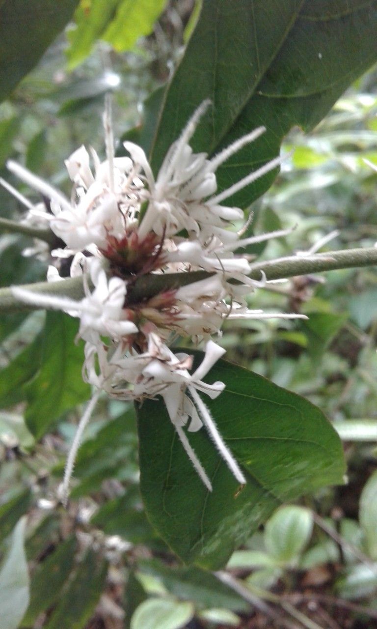 Coffea humblotiana flower