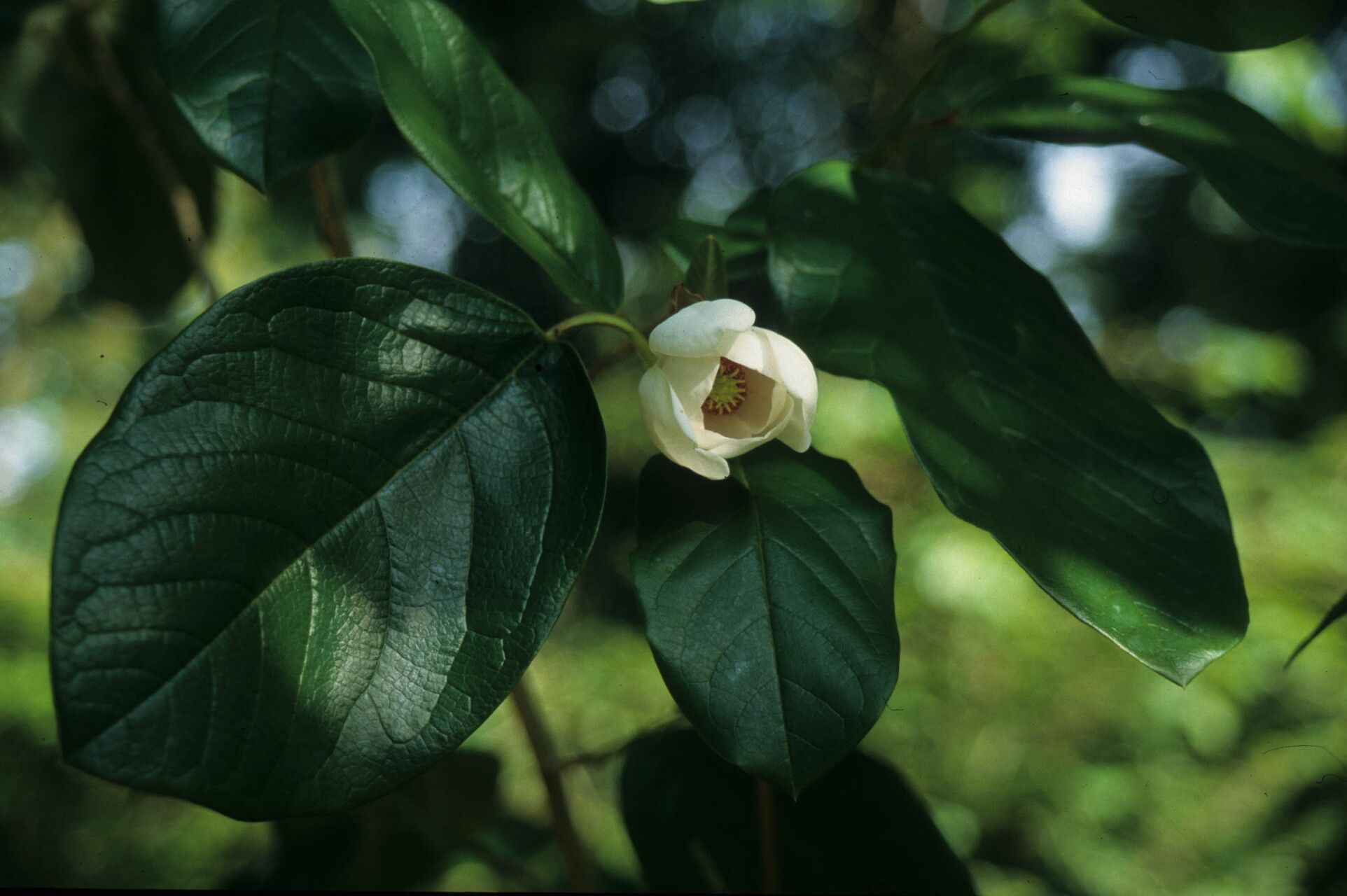Magnolia globosa flower