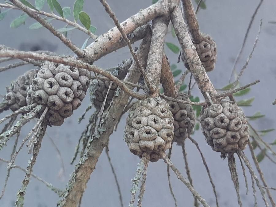 Melaleuca nesophila fruit
