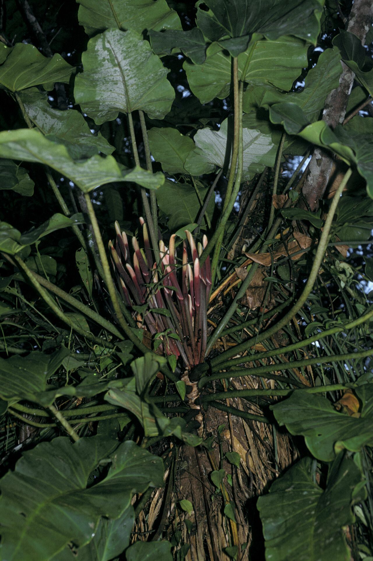 Philodendron megalophyllum habit