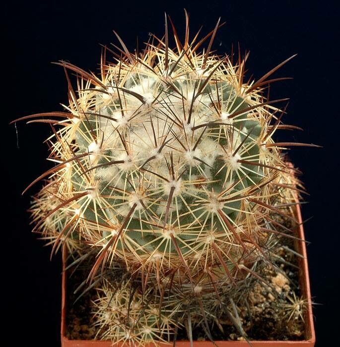 Coryphantha poselgeriana leaf