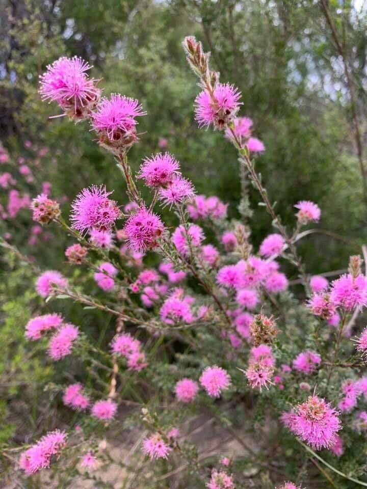 Kunzea parvifolia — houseplant care guide