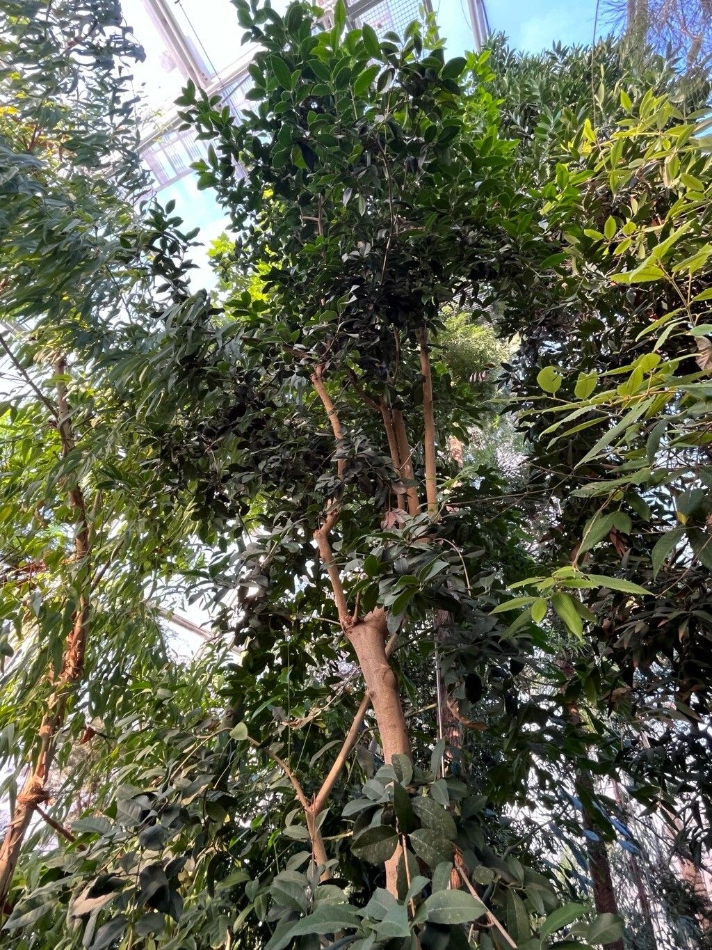 Elaeodendron australe habit