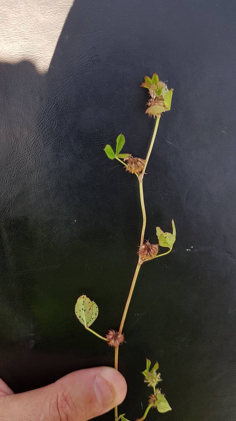 Trifolium cernuum flower