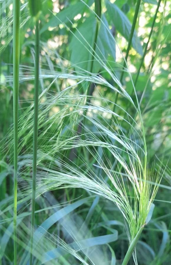 Nassella hyalina — related species from the same genus