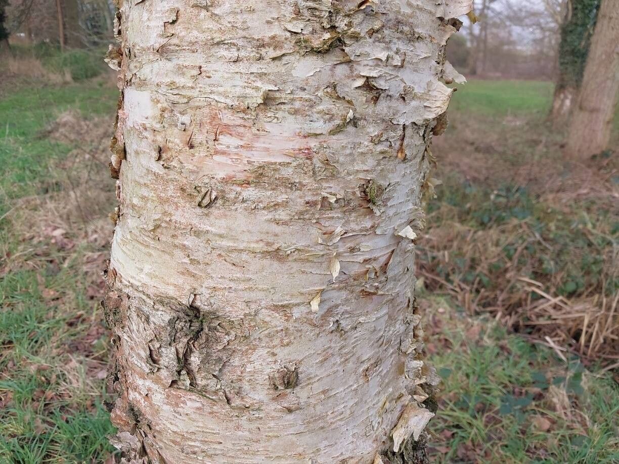 Betula × caerulea bark