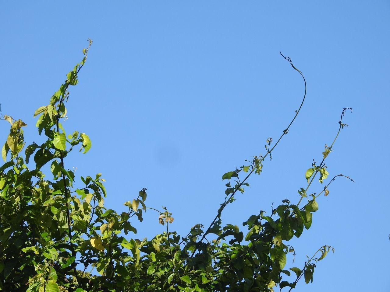 Combretum pyramidatum leaf