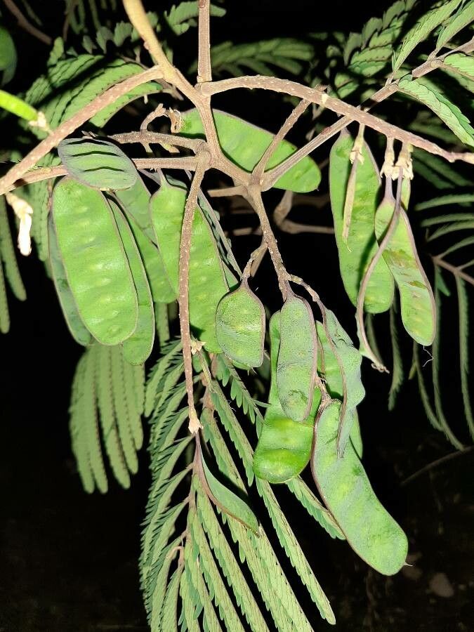 Balizia elegans fruit