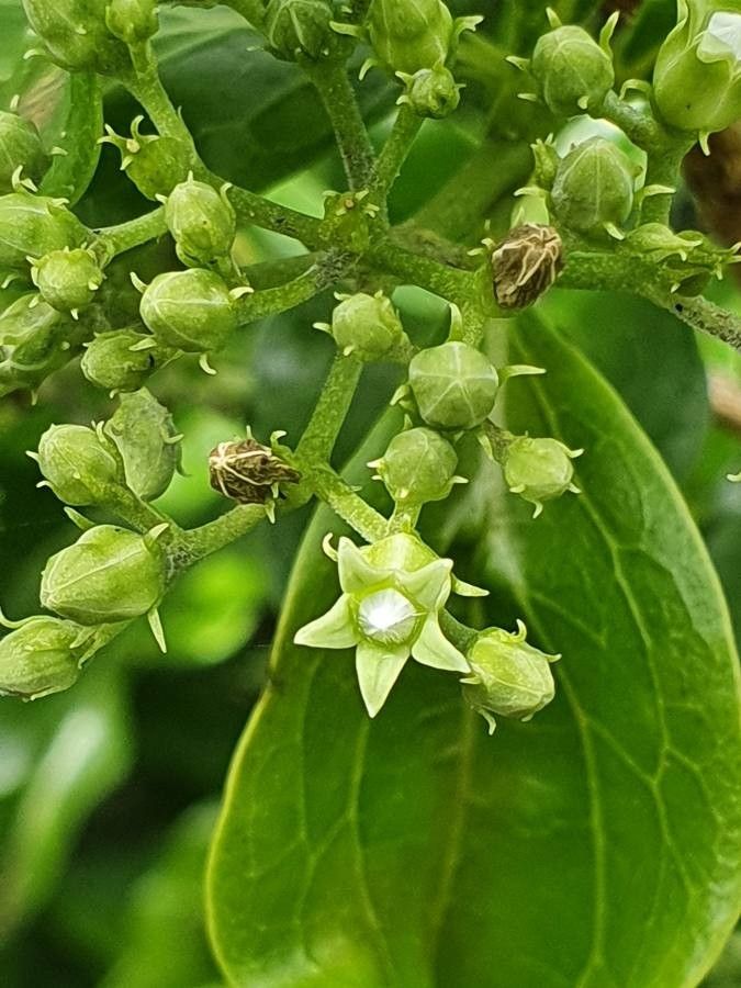 Strychnos spinosa flower