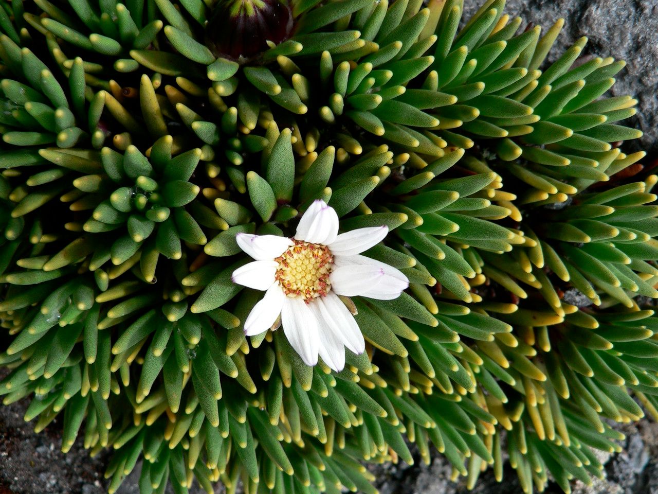 Werneria rigida flower