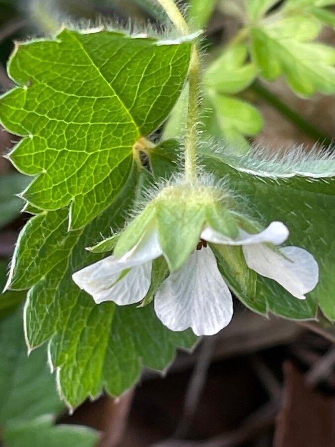 Potentilla sterilis flower