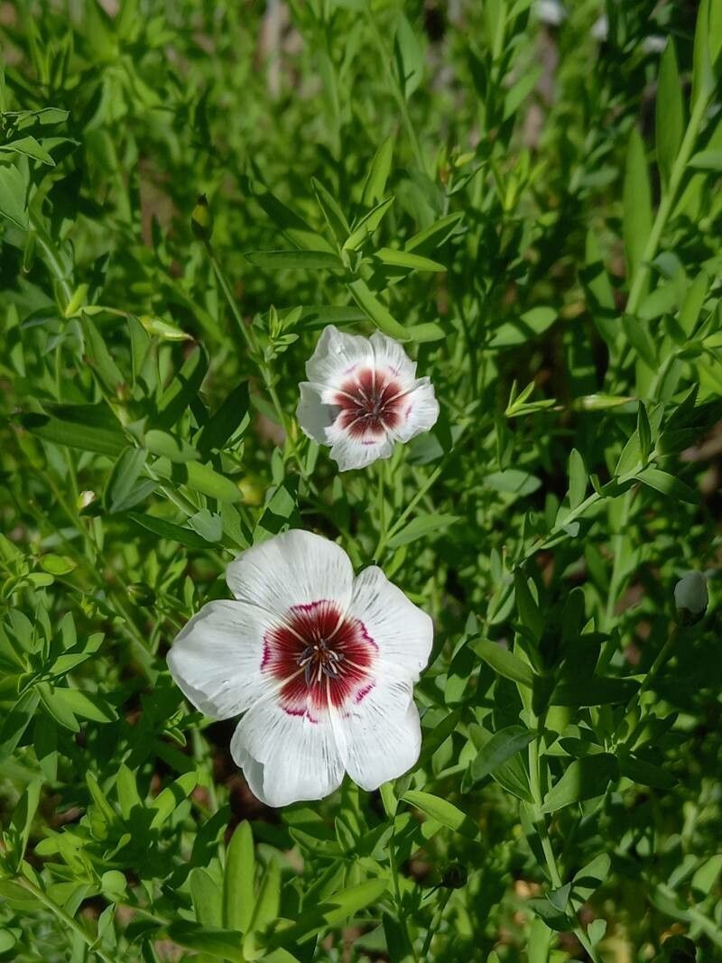 Linum grandiflorum flower