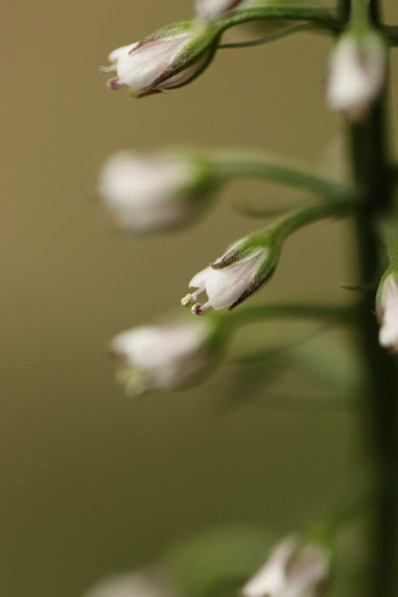 Lysimachia acroadenia flower