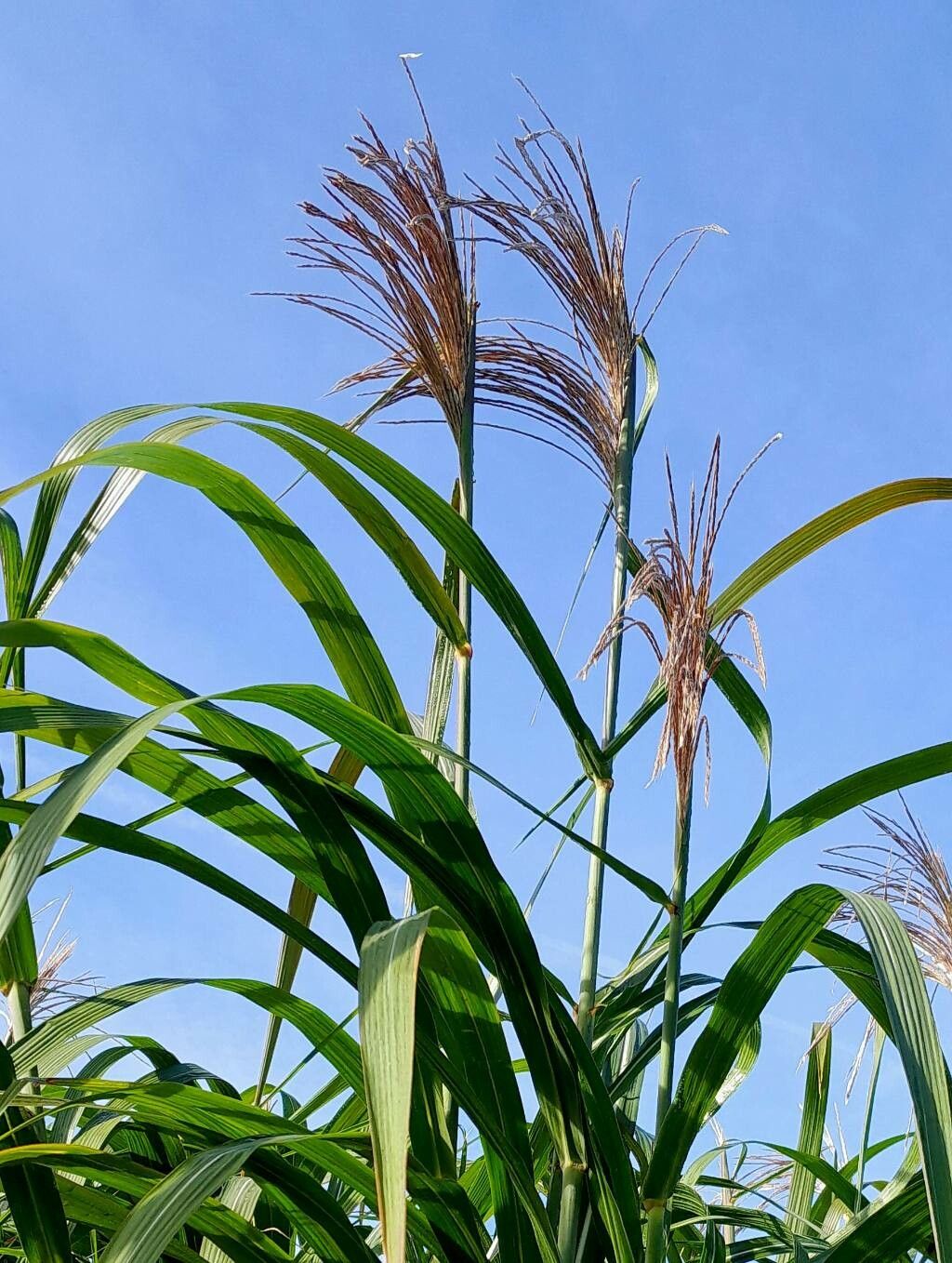 Miscanthus × giganteus flower