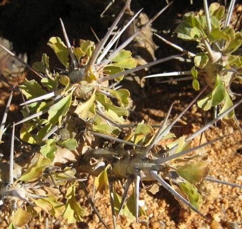 Monsonia lavrani leaf