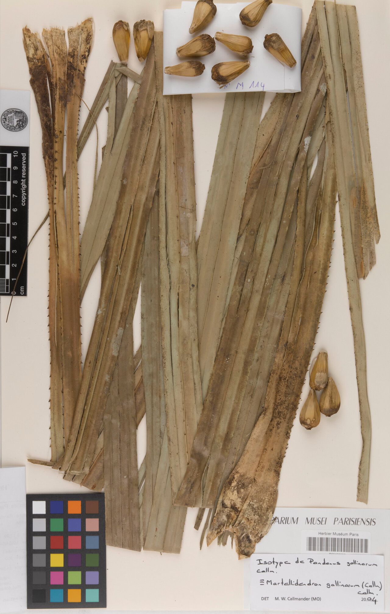 Martellidendron gallinarum — related species from the same genus