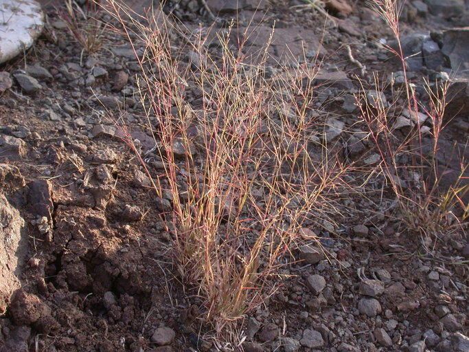 Muhlenbergia microsperma habit