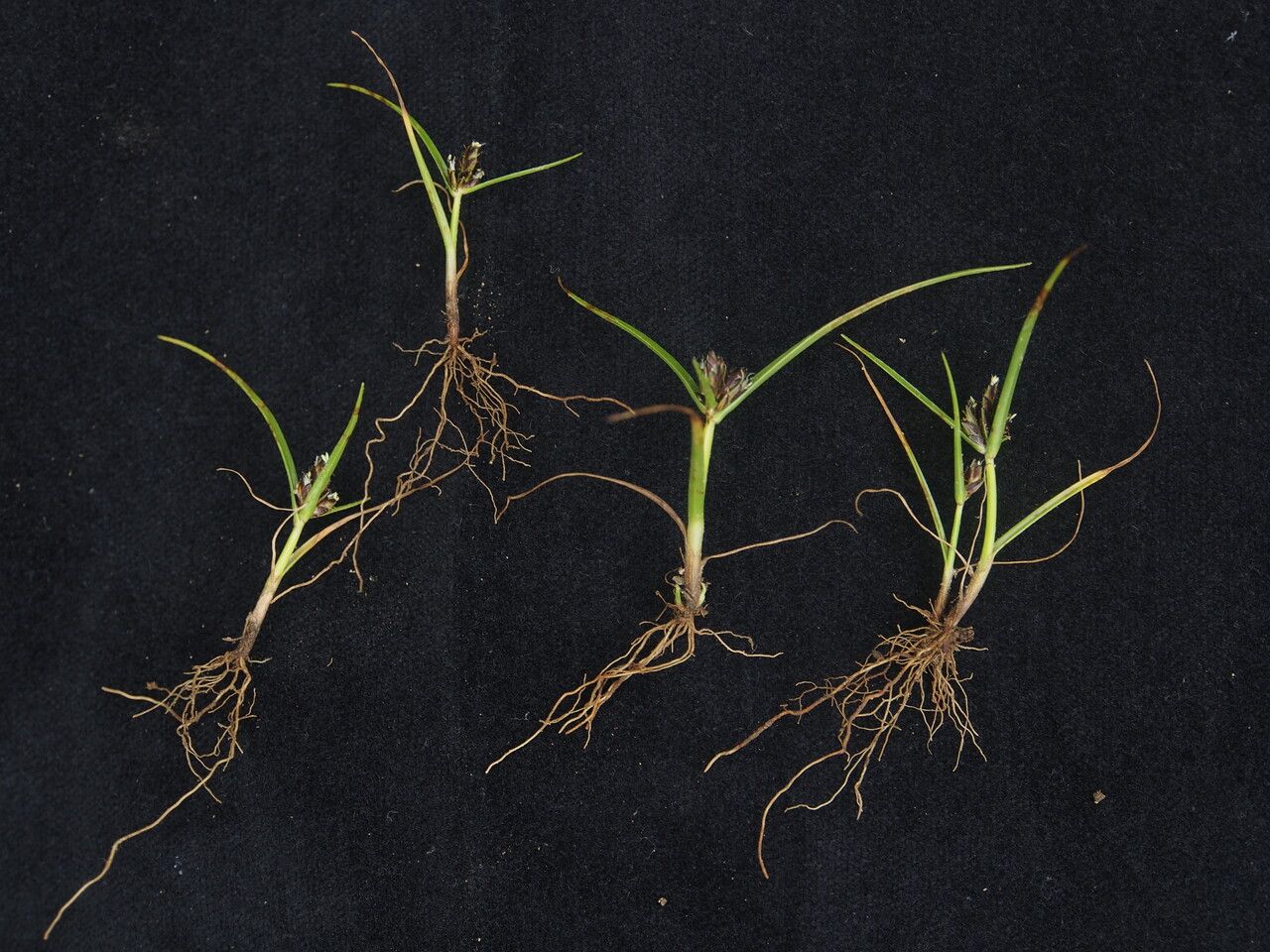 Cyperus sanguinolentus habit