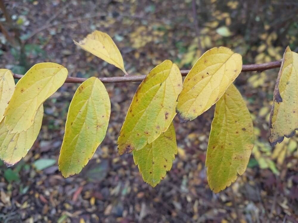 Spiraea veitchii leaf
