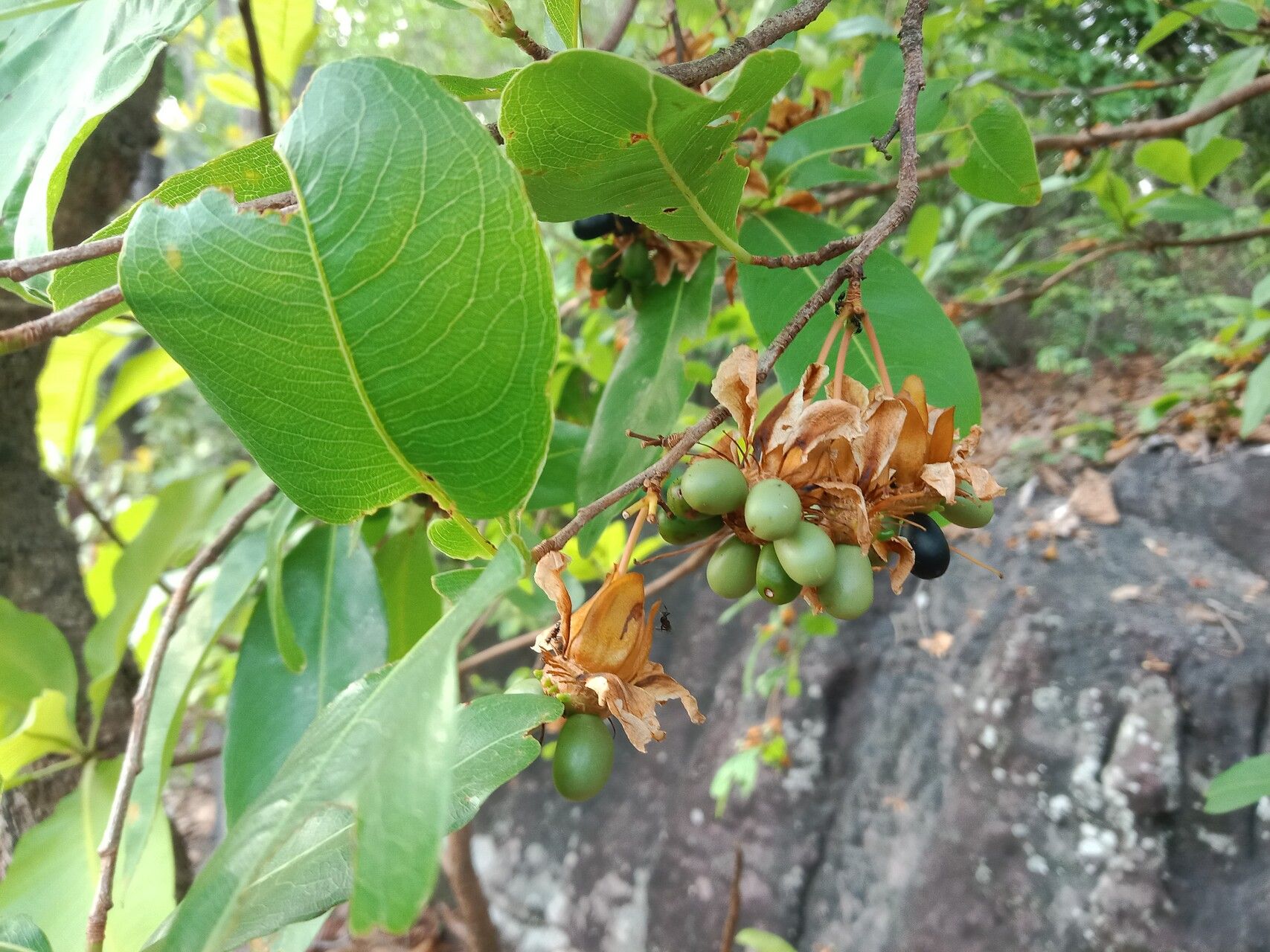 Parinari anamensis fruit