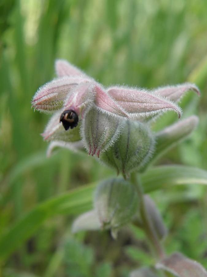 Nonea vesicaria flower