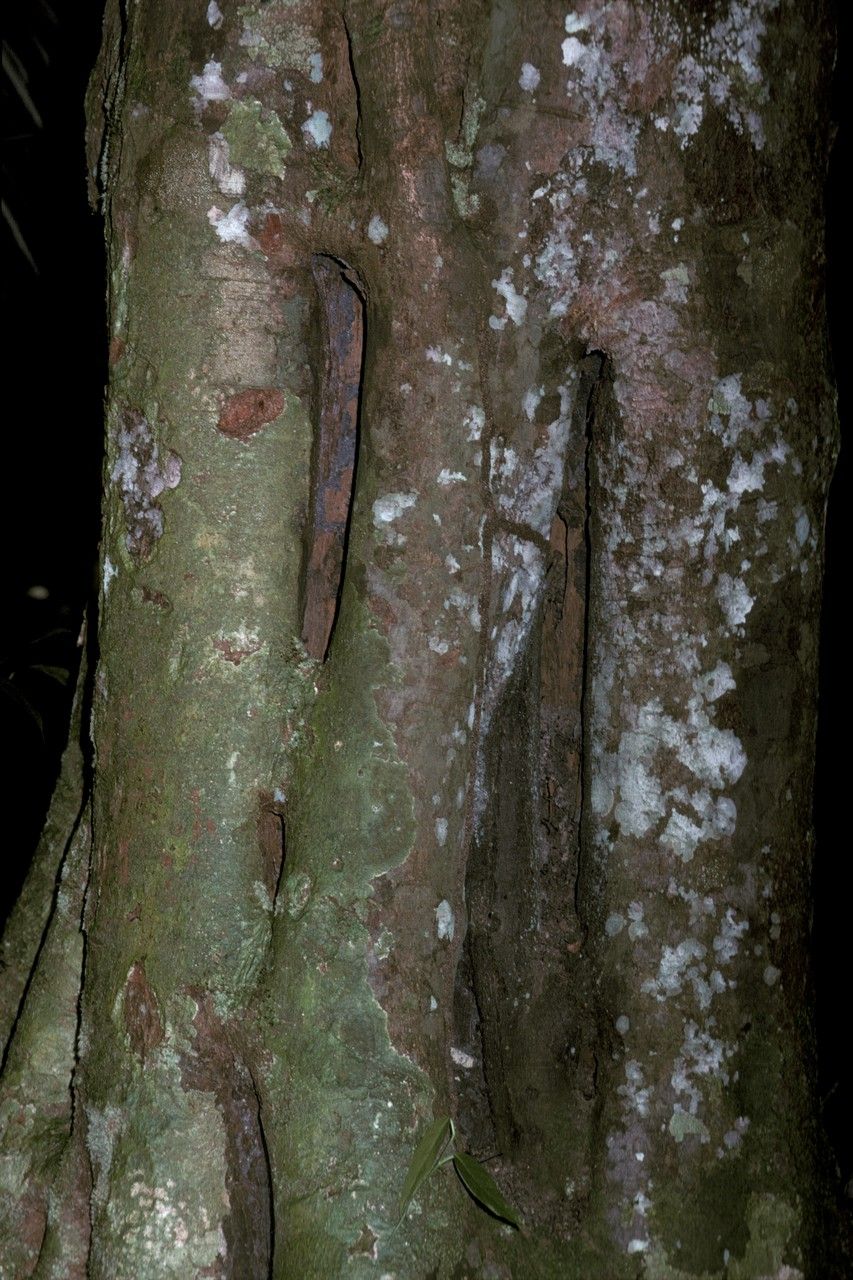 Vouacapoua americana bark