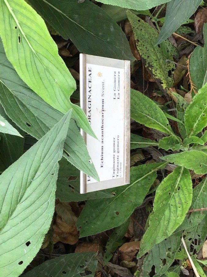 Echium acanthocarpum leaf