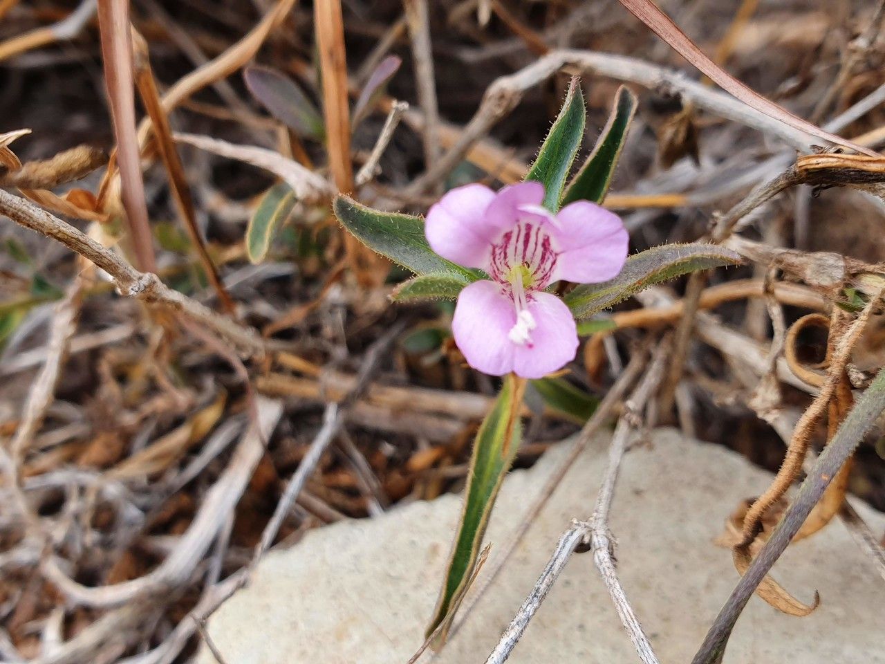 Barleria angustiloba — houseplant care guide