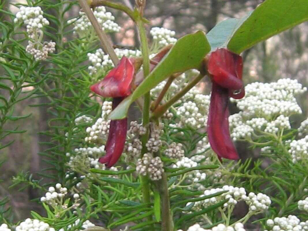 Kennedia rubicunda flower