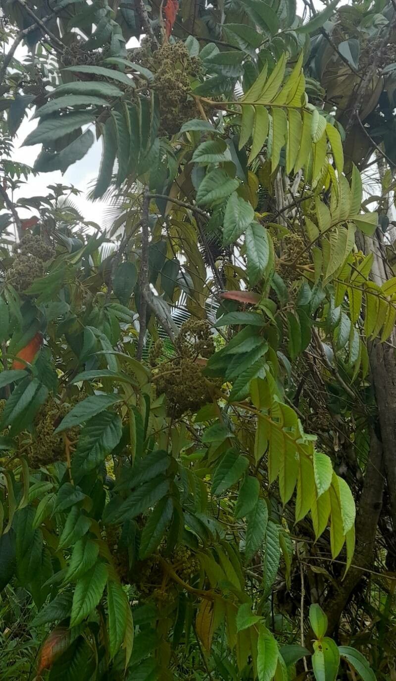 Brunellia comocladifolia habit